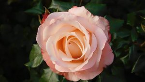 05=11=2025  уни  ПВН   (105)