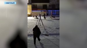 Глава Следственного Комитета России поручил возбудить уголовное дело о стае бродячих собак в Светлом