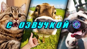 🔥 Смешные Коты! - С ОЗВУЧКОЙ! ПРИКОЛЫ С КОТАМИ! Самые смешные животные! Попробуй не засмеяться!