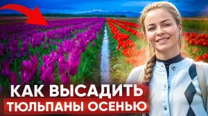 Высаживаем тюльпаны осенью в кашпо 🌷🔥