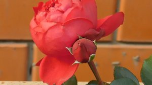 05=11=2025  уни  ПВН   (55)