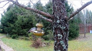 "Яблоко" Кормушка для птиц. Синица, Поползень  03.11.25