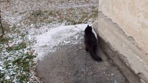 Вышел Мишка погулять.