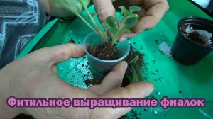 Фитильное выращивание фиалок