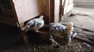 6 ноября, йод для кур, польза или вред