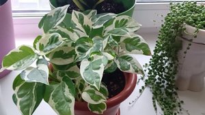 Плесень в цветочных горшках как с этим боротся???