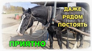 Согласитесь, не каждый день увидишь лошадь наяву в наше время!