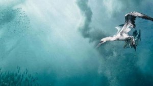 Подводные съёмки !