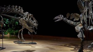 Три скелета динозавров на $16,1 млн изымут у сингапурского бизнесмена