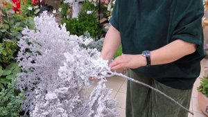 Обзор новогодних заснеженных веток