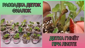 Отсадка и рассадка деток фиалок. Детка загнивает при листе.