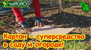 НЕ ВЫБРАСЫВАЙТЕ КАРТОН и ДВП! Картон - оружие против СЛИЗНЕЙ, СОРНЯКОВ и ГНИЛЕЙ!