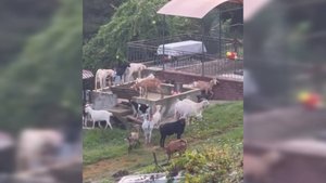 Жители Сочи жалуются на соседей, организовавших козью ферму около кладбища