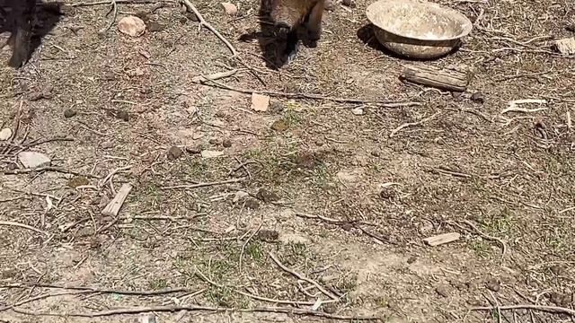 КАБАНЫ ДОМАШНИЕ