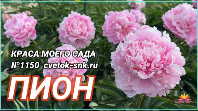 Розовый махровый пион Краса моего сада / Сад Ворошиловой