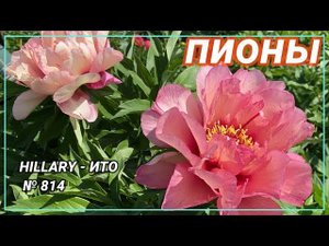 Полумахровый ИТО-пион Hillary / Сад Ворошиловой