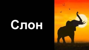 Слон.