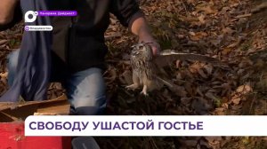 Во Владивостоке выпустили на волю сову, которая на лету врезалась в окно школьного кабинета
