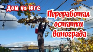 Дом на Юге.  Собрал остатки винограда на сок.