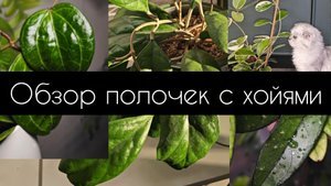 обзор полочки с хойями. ноябрь 2025