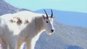 САМАЯ НЕЖНАЯ МУЗЫКА ДЛЯ ДУШИ. ЭТО НЕВЕРОЯТНО КРАСИВАЯ И ТРОГАТЕЛЬНАЯ МЕЛОДИЯ