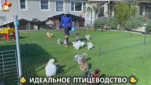 Идеальное птицеводство достойно восхищения 🐓🦆🦢🦚🦃🐔 эпизод (392)