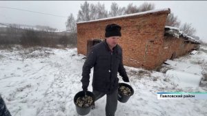 180 тысяч мальков сазана выпустят в реки Алтайского края