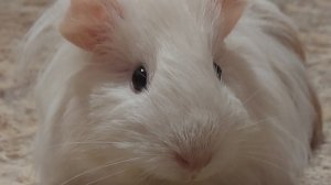 Смотреть Морская свинка на RUTUBE: подборки видео - онлайн бесплатно