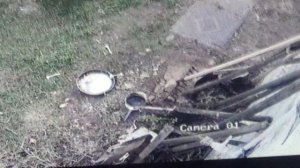 Сороки воруют  еду     ПОДПИШИСЬ