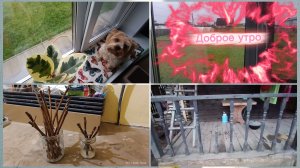 Доделываю остатки.Черенкую виноград