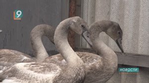"Крылатые подкидыши": почему лебеди повели себя как кукушки? Необычная история из села Истобное