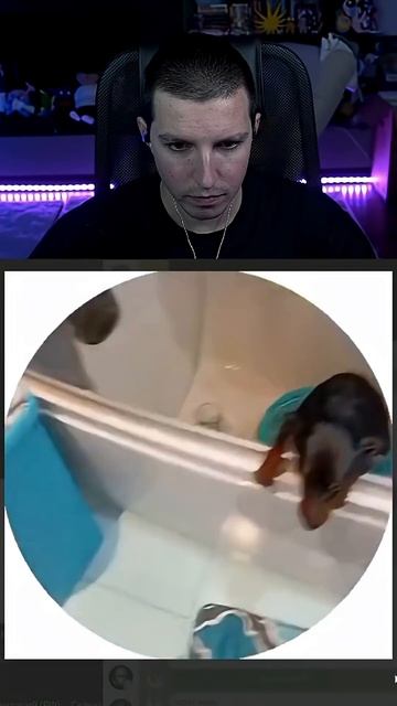 РИЧ ТЫ МОКРАЯ КРЫСА смотреть онлайн