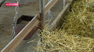 НА ЕДИНСТВЕННОЙ В УСТЬ-КАМЧАТСКОМ ОКРУГЕ МОЛОЧНОЙ ФЕРМЕ ГОТОВЯТСЯ К ЗИМОВКЕ • НОВОСТИ КАМЧАТКИ