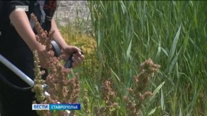 На первую работу устроились больше 7 тысяч ставропольских школьников