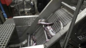 Российские рыбаки освоили свыше 4,1 млн тонн водных биоресурсов