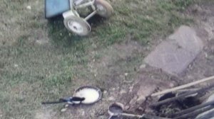 Кошка сидит в засаде , а сороки  приблизились к кормушке     ПОДПИШИСЬ