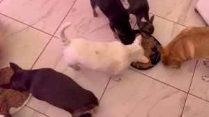 Сегодня обед рубцом присыпали.