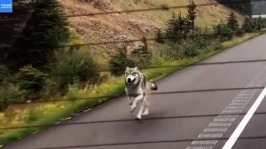 Волк преследует машину / Неожиданные встречи с волками на дорогах