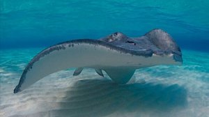 СКАТЫ, водоплавающие БАБОЧКИ !