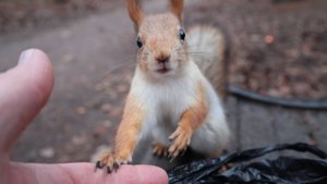 Покормил знакомую белку