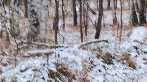 Поехал на старую делянку и накопал не мало железа