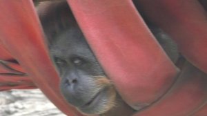 У НАС ТАКОЕ НАСТРОЕНИЕ).Видео Татьяны Крестьянсковой