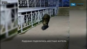 В Ясногорске кабан-турист осмотрел станцию и направился в центр города