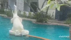 ТАЙЛАНД. ПАТТАЙЯ. ТЕРРИТОРИЯ ОТЕЛЯ " СИ БРИЗ"