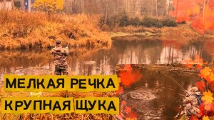 Щука взяла прямо на камеру! Мелкая речка-крупная щука.