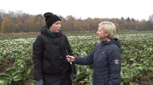 УБОРКА КАПУСТЫ