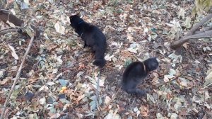 Гуляют котики по улице.