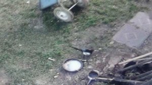 Сорока  испугалась кошки  и улетела подальше    ПОДПИШИСЬ