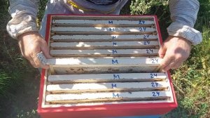 Хвалёный бакфаст.