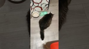 ЧЕРЕЕВОД дома воот